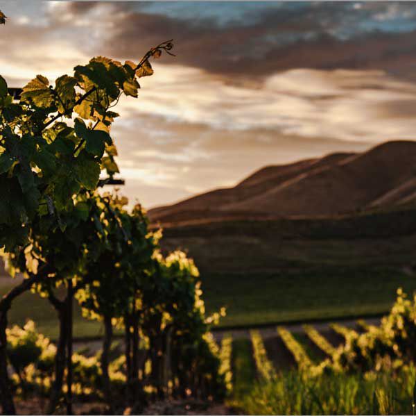 Wine Vineyard